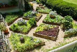 picture of a complete kitchen garden
